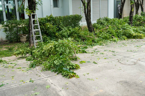 Best Utility Line Clearance  in Warner, OK