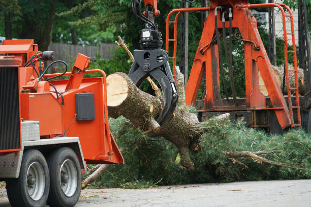 Best Hedge Trimming  in Warner, OK