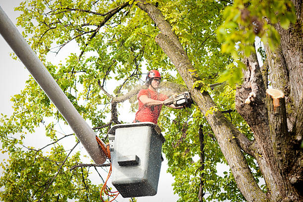 Tree and Shrub Care in Warner, OK